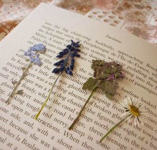 softdeIicacy's tweet photo. pressed flowers have such a sad beauty. https://t.co/UYSOnE6O4W