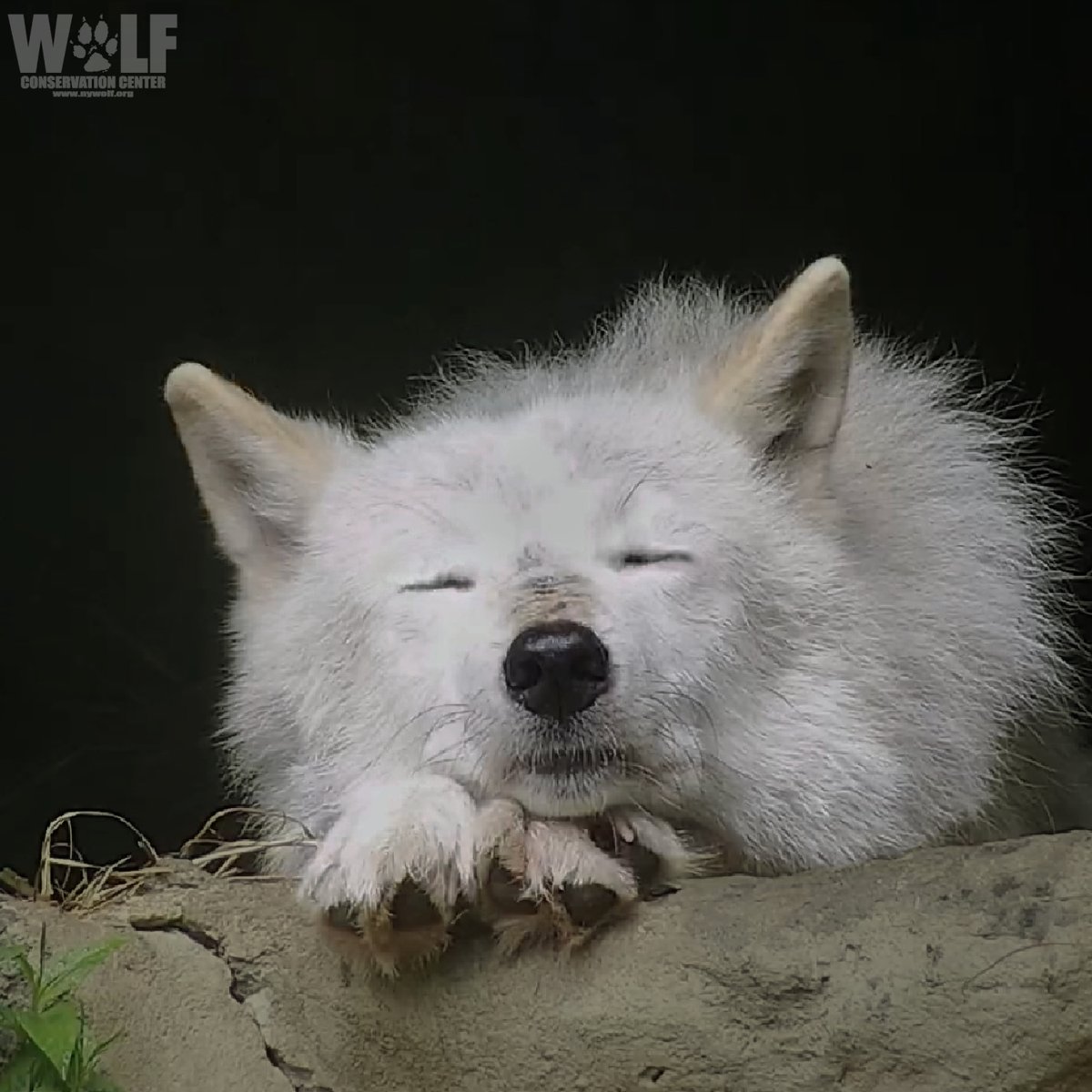 nywolforg's tweet photo. Dreaming of a world where no wolf is hunted πΊ https://t.co/b7om3Vbta2