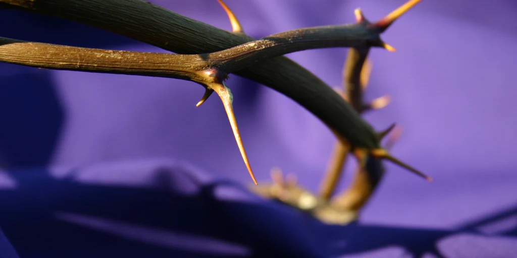 Gods_Word_Bible's tweet image. God’s Extreme Kindness
You lovingly show me mercy. It’s your extreme kindness that saves me. You brought me back to life and gave me a seat in heaven. go.godsword.org/blog #Bible #PrayScripture