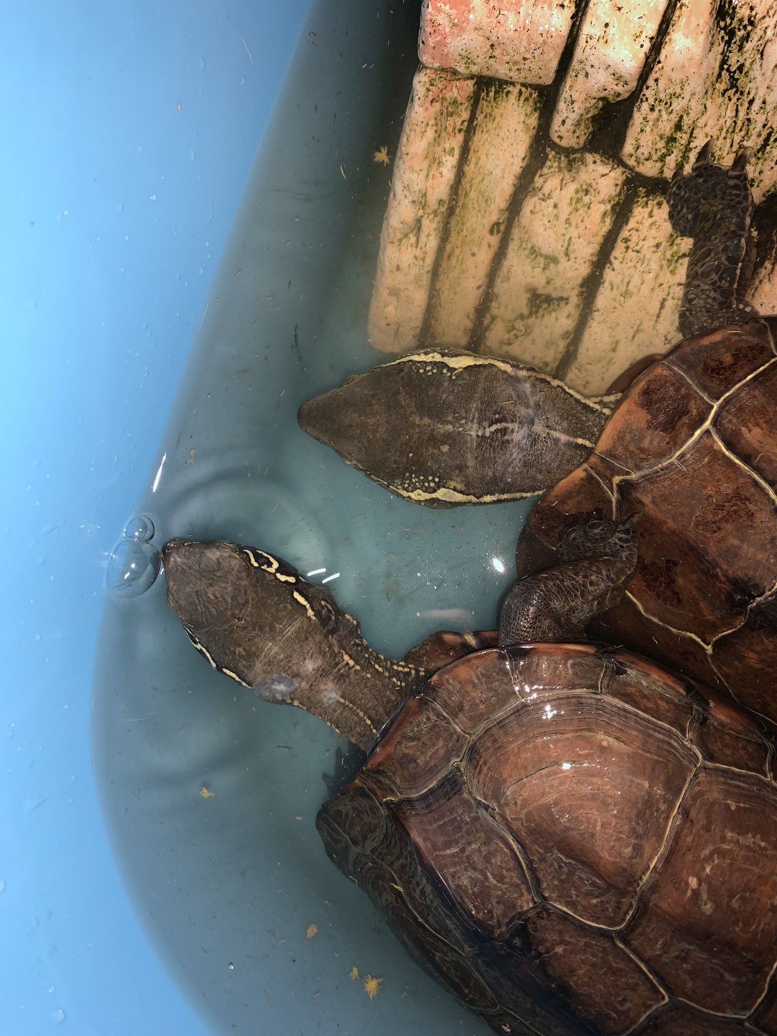 Follow がや S Jpnpondturtle Latest Tweets Twitter
