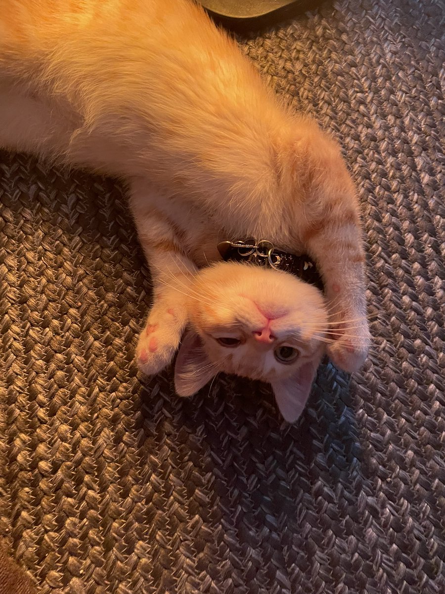 vacuumsealedgf's tweet photo. just some pics of my cat being the cutest fucking thing in the world https://t.co/haiwtwJIu1