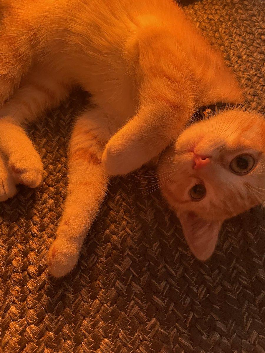vacuumsealedgf's tweet photo. just some pics of my cat being the cutest fucking thing in the world https://t.co/haiwtwJIu1