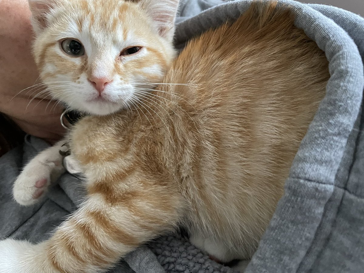 vacuumsealedgf's tweet photo. just some pics of my cat being the cutest fucking thing in the world https://t.co/haiwtwJIu1