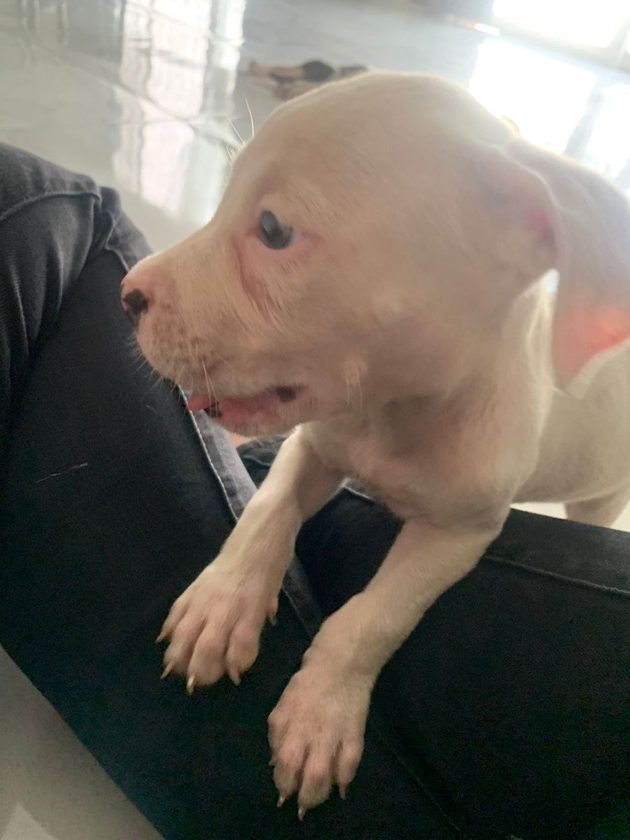 betoohernandez's tweet photo. Se dan perritos en adopción https://t.co/HXKtFMsMHB