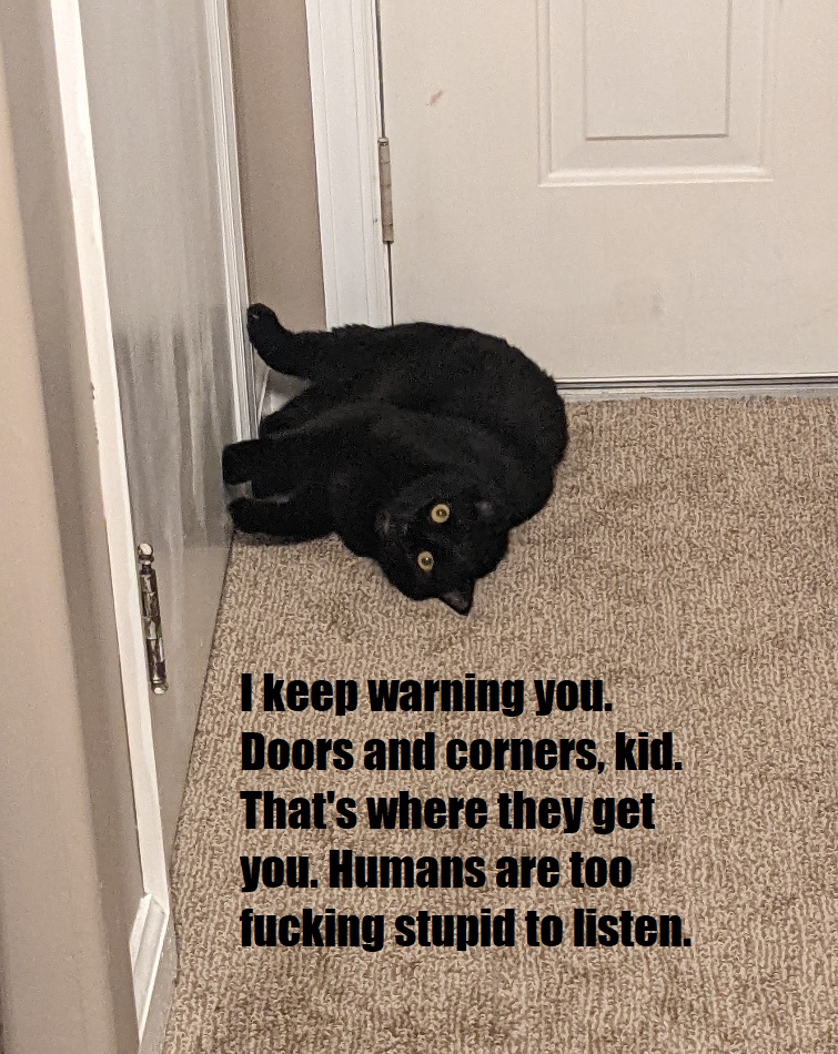 aboleyn's tweet photo. Look I know the rest of you aren't as amused, but my cat quoting Miller from #TheExpanse is simply the most amusing thing to happen to me in a long ass time. Let me live. https://t.co/cUX4CxAsAX