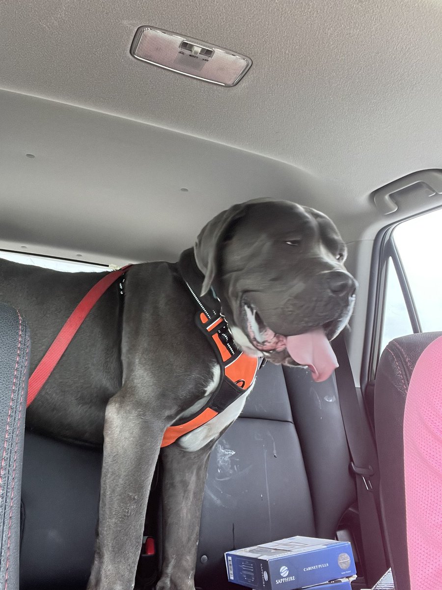 kwlax13's tweet photo. @AdamParkhomenko This is Blu. He will be available for adoption through https://t.co/YfVwsf221z 
He loves cheese, chicken, steak, and being called Blueberry. https://t.co/EYLkaZjza2