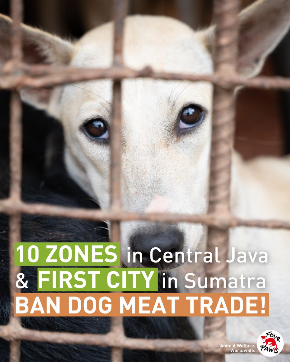 fourpawsAU's tweet photo. HUGE NEWS! 🎉 First city in Sumatra & more in Central Java ban #dogmeat, saving thousands of dogs from the cruel trade! 🚫🐕
The list of #dogmeatfree zones in Indonesia is growing. See the list below for places in #Indonesia who have said #DogsAreNotFood!👇
#ProtectMillions https://t.co/3uVKnYUSO6