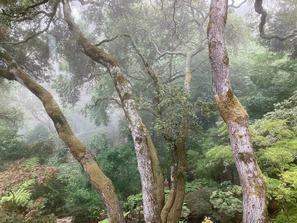 SuePrinceArtist's tweet photo. Morning mist rolling in the oak forest.
Then serious cake eating in the sunny street.
Aaaand “No firearms allowed” in the supermarket.
.
.
.
#artistonholiday #sunnycalifornia #mistytrees #holiday #gardeninspiration #streetcake https://t.co/yMMnGYaj97