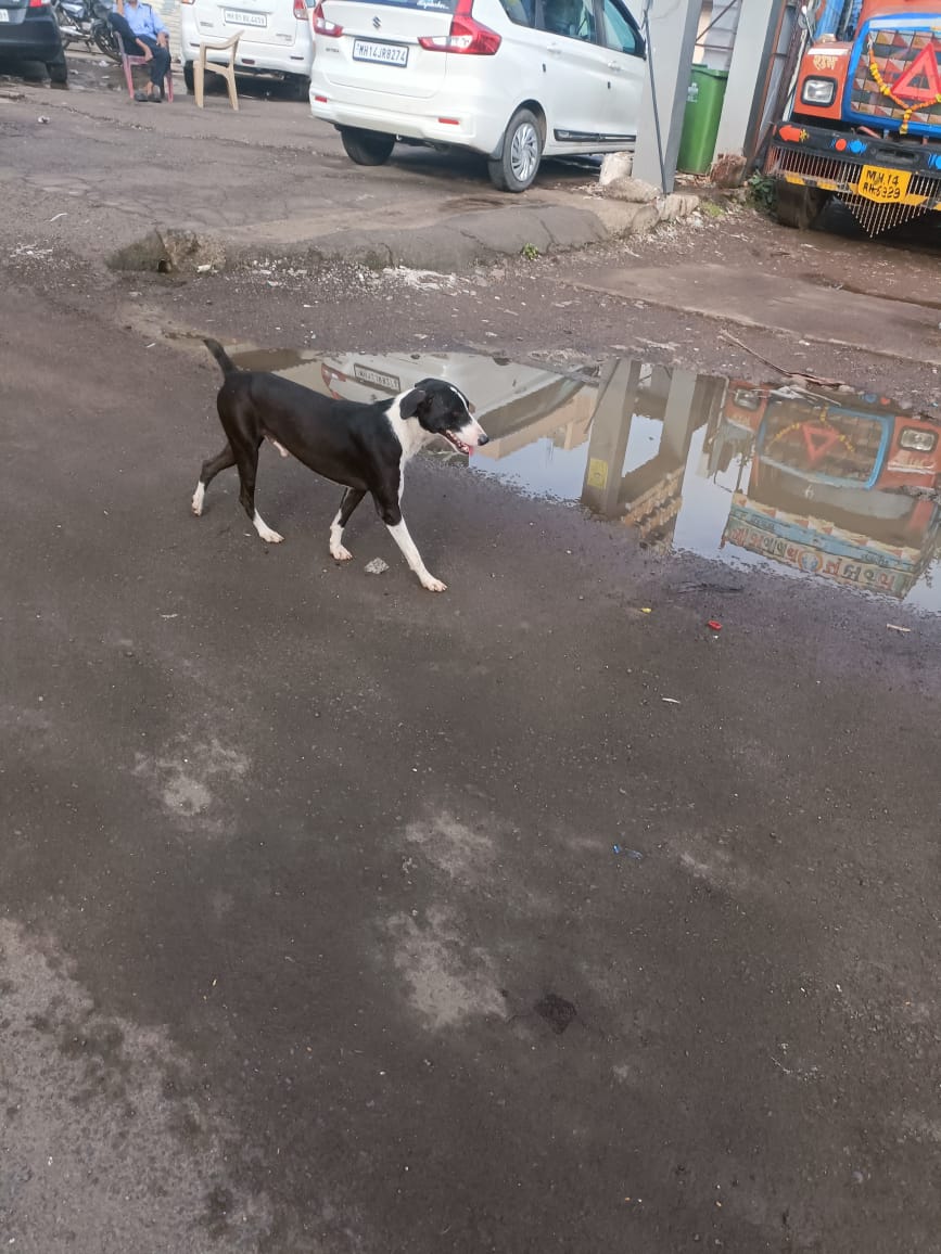 DJReddy20's tweet photo. @PanvelCorp #Not against of Street Dogs But Please Look into this.

Every morning and evening you can see barking and running dogs at D-Mart Vicinity, roaming &amp; running behind vehicles here and there. You take observation and take needful steps. 

It's a request. https://t.co/xhJr5YoYcI
