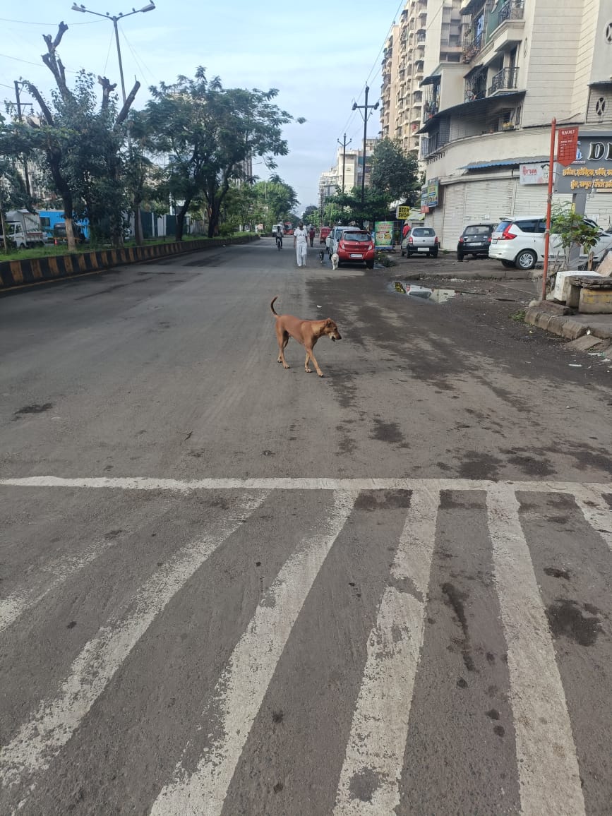DJReddy20's tweet photo. @PanvelCorp #Not against of Street Dogs But Please Look into this.

Every morning and evening you can see barking and running dogs at D-Mart Vicinity, roaming &amp; running behind vehicles here and there. You take observation and take needful steps. 

It's a request. https://t.co/xhJr5YoYcI