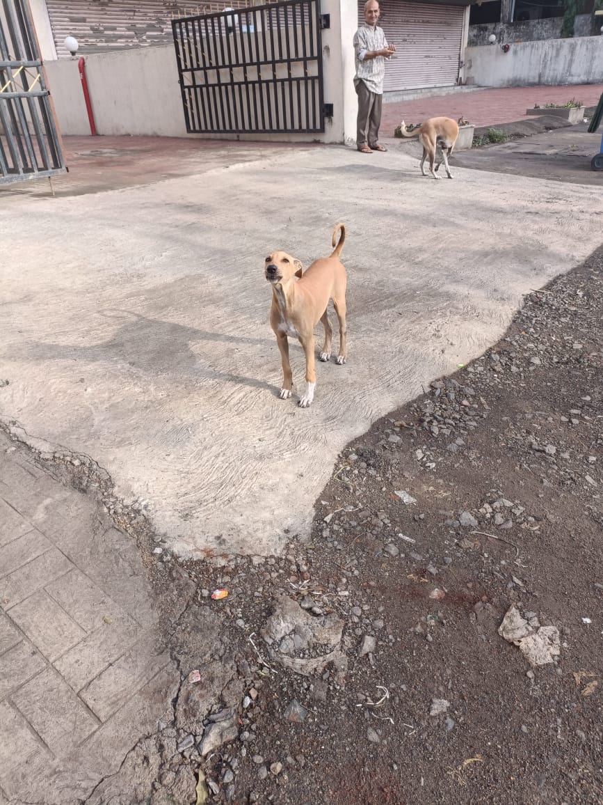 DJReddy20's tweet photo. @PanvelCorp #Not against of Street Dogs But Please Look into this.

Every morning and evening you can see barking and running dogs at D-Mart Vicinity, roaming &amp; running behind vehicles here and there. You take observation and take needful steps. 

It's a request. https://t.co/xhJr5YoYcI