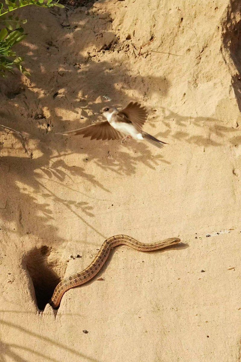 BirdingBeijing's tweet photo. A Steppe Ratsnake (Elaphe dione, 白条锦蛇, Báitiáo jǐn shé) emerges from a Sand Martin (Riparia riparia 崖沙燕 Yá shā yàn) nest burrow in SW Beijing. https://t.co/wJggViEE2Z