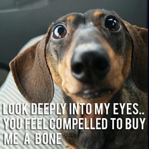 Weenie Dogs ❤️ (@weeniedogs4life) on Twitter photo 