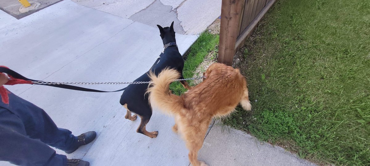 Bruno new doggie sit learning new tricks from 7 year old Zoosk! Happy Boys! :)