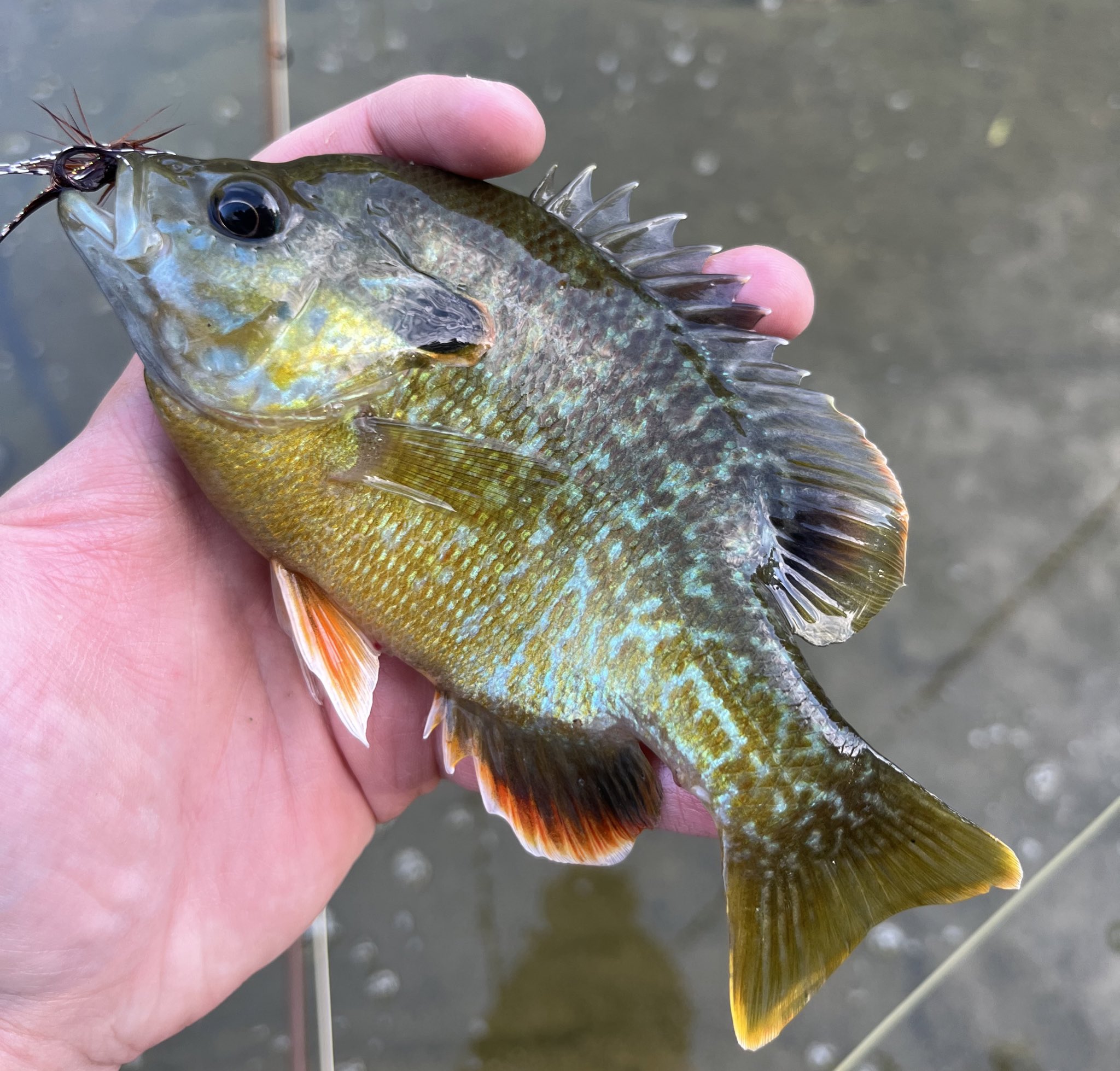 FemboyFishing🏳️‍⚧️🎣 on X: Sunfish hybrids can be pretty common, since  they often spawn in the same areas making. Greengills (bluegill-green  sunfish) hybrids are usually the most common, but today I caught a