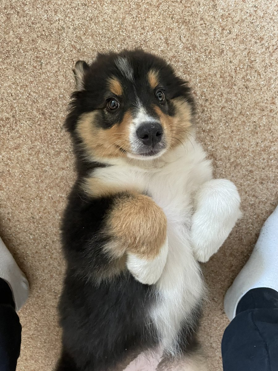 sstyod's tweet photo. это Аста, теперь она будет жить со мной 🐾 https://t.co/N5ZwnjDbwR