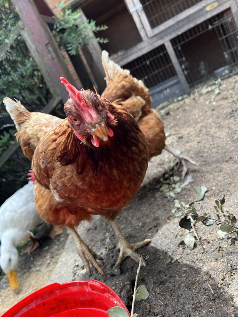 manc_chickens's tweet photo. #hen #chicken #exbatt https://t.co/bmROzvrh57