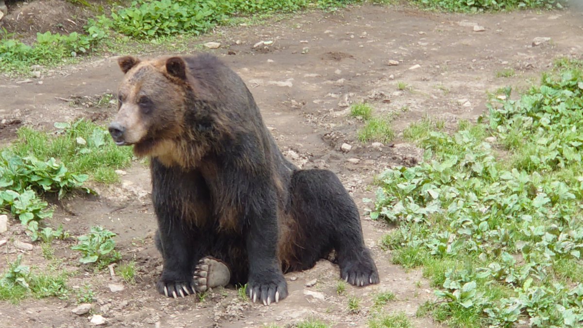 Sahoro_Bear_Mt's tweet photo. 換毛期終わりかけでツヤが出てきました。byミット

#ベア・マウンテン #エゾヒグマ
#ミット
#換毛期 #夏毛 https://t.co/5YoJVCPPe9