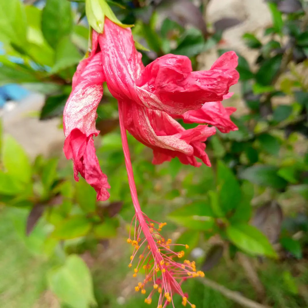 fot_1507's tweet image. Saben que estaba fotografiando y me encontré con un arbusto de flores ya florecidas, menos una, la única que fotografié de ese arbusto, estaba casi cerrada y alejada. Si algún día te sientes como está flor, recuerda que siempre habrá alguien que te mire como yo a ella.