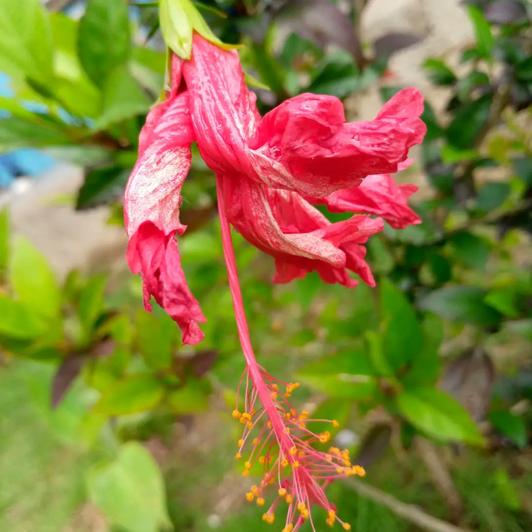 fot_1507's tweet image. Saben que estaba fotografiando y me encontré con un arbusto de flores ya florecidas, menos una, la única que fotografié de ese arbusto, estaba casi cerrada y alejada. Si algún día te sientes como está flor, recuerda que siempre habrá alguien que te mire como yo a ella.