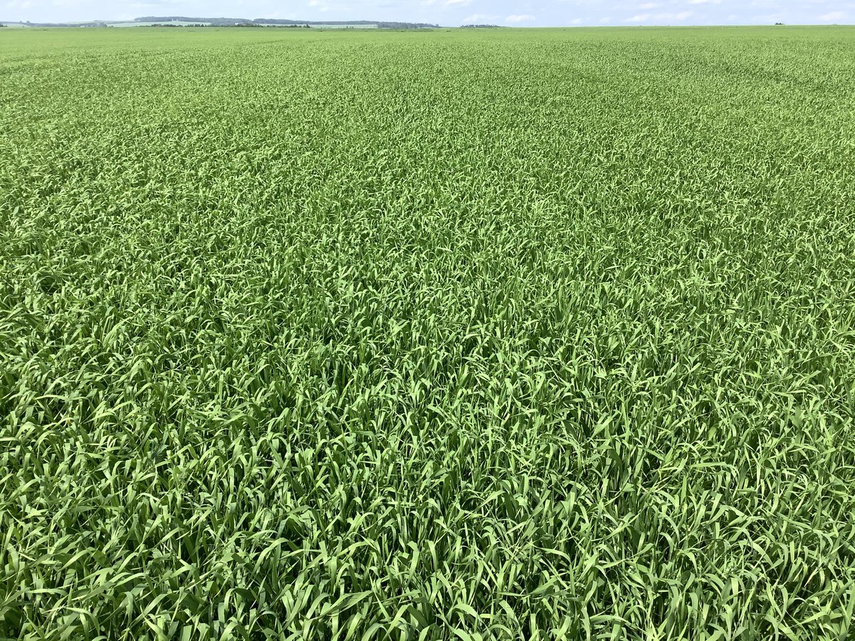 I’m quite happy with this #feedbarley crop. Some great #carbonsequestration here!