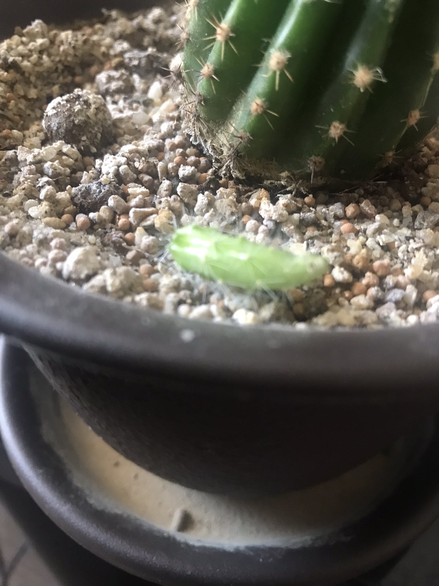 おひさま クセが凄い ついにサボテンの子株を本体より切り離しました 少し根が生えてきてるので暫く放置して根がもう少し伸びるのを待ちます サボテン 子株植え替え前段階 T Co Ekudiyhczk Twitter