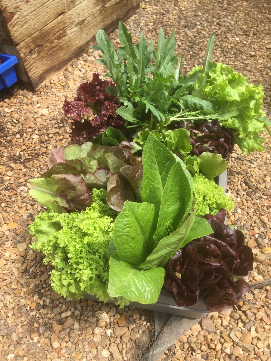 PaulaWarrener's tweet photo. Today’s lettuce selection for the schools salad bar. Grown by the children of Gardening Club. @FourfieldsSc @RHSSchools https://t.co/Czhn5woBKc