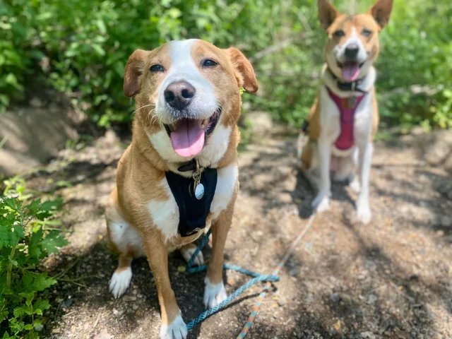 Everyone's happier on their walk!⁠
-⁠
-⁠
-⁠
-⁠

📸 instagram.com/p/CfUTok9FUvp/ via tweet.photo