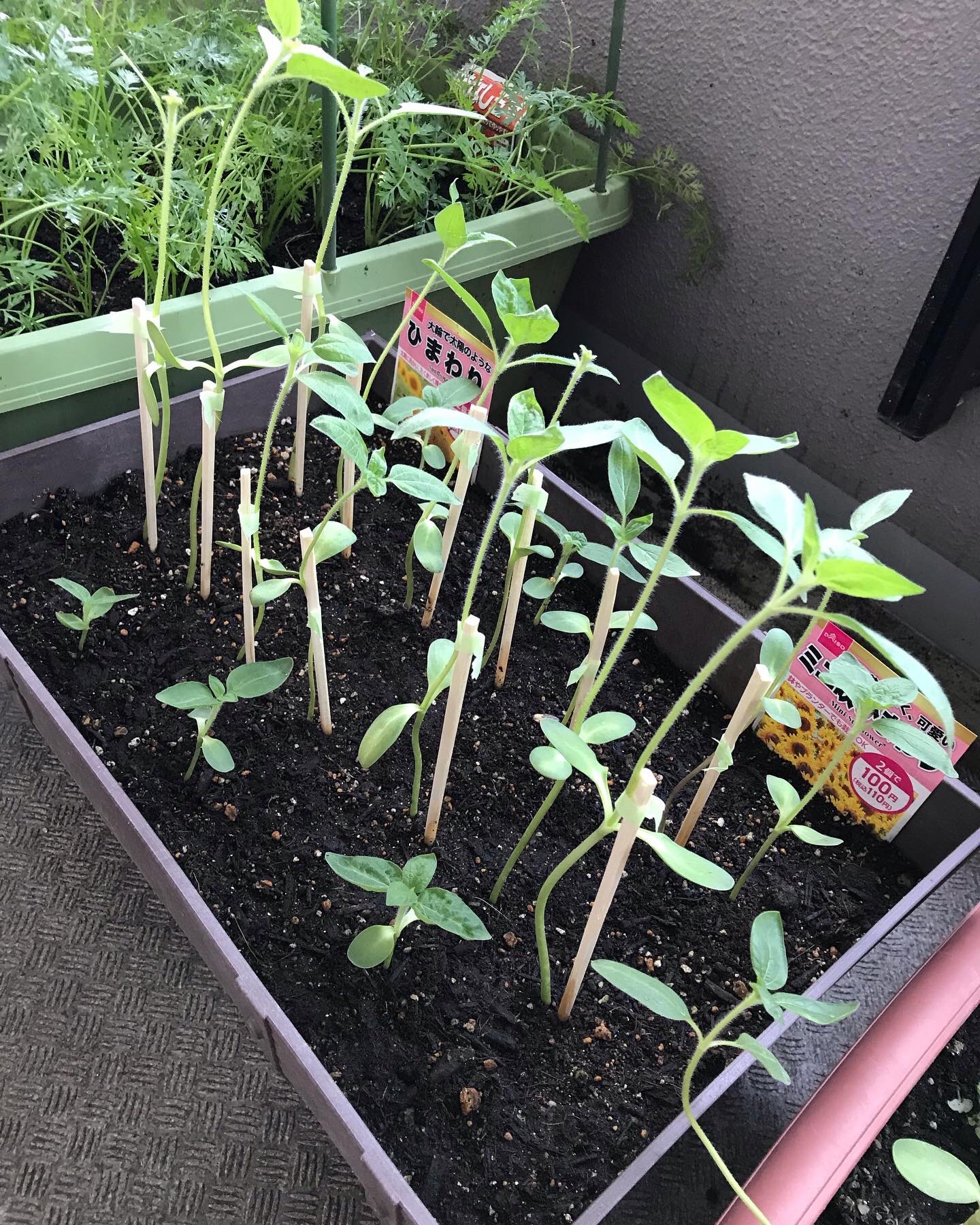 تويتر はまさん على تويتر ベランダ菜園 109日目 朝の水遣り 近畿地方もどうやら梅雨明け ひまわりはやっぱり鳥害です 今日からネットを掛ける ししとうは支柱立てた 22年6月28日 奈良市 ベランダ菜園 プランター 時なし五寸 松の舞 夏すずみ パクチー