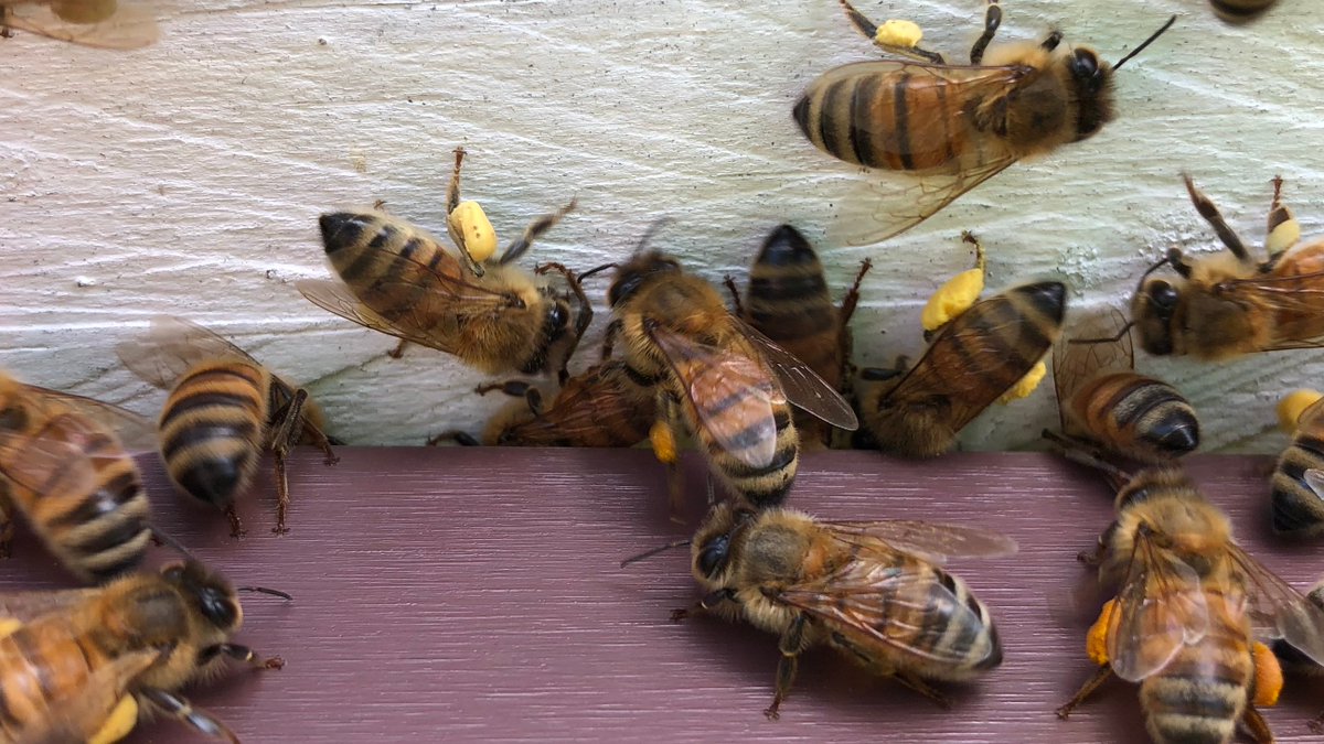 Join our <a href="/CSIRO/">CSIRO</a> #bee team using hive #eDNA to detect  biosecurity threats across the landscape. #varroa #plantpathogens #weeds #postdocjobs 
jobs.csiro.au/job-invite/857…