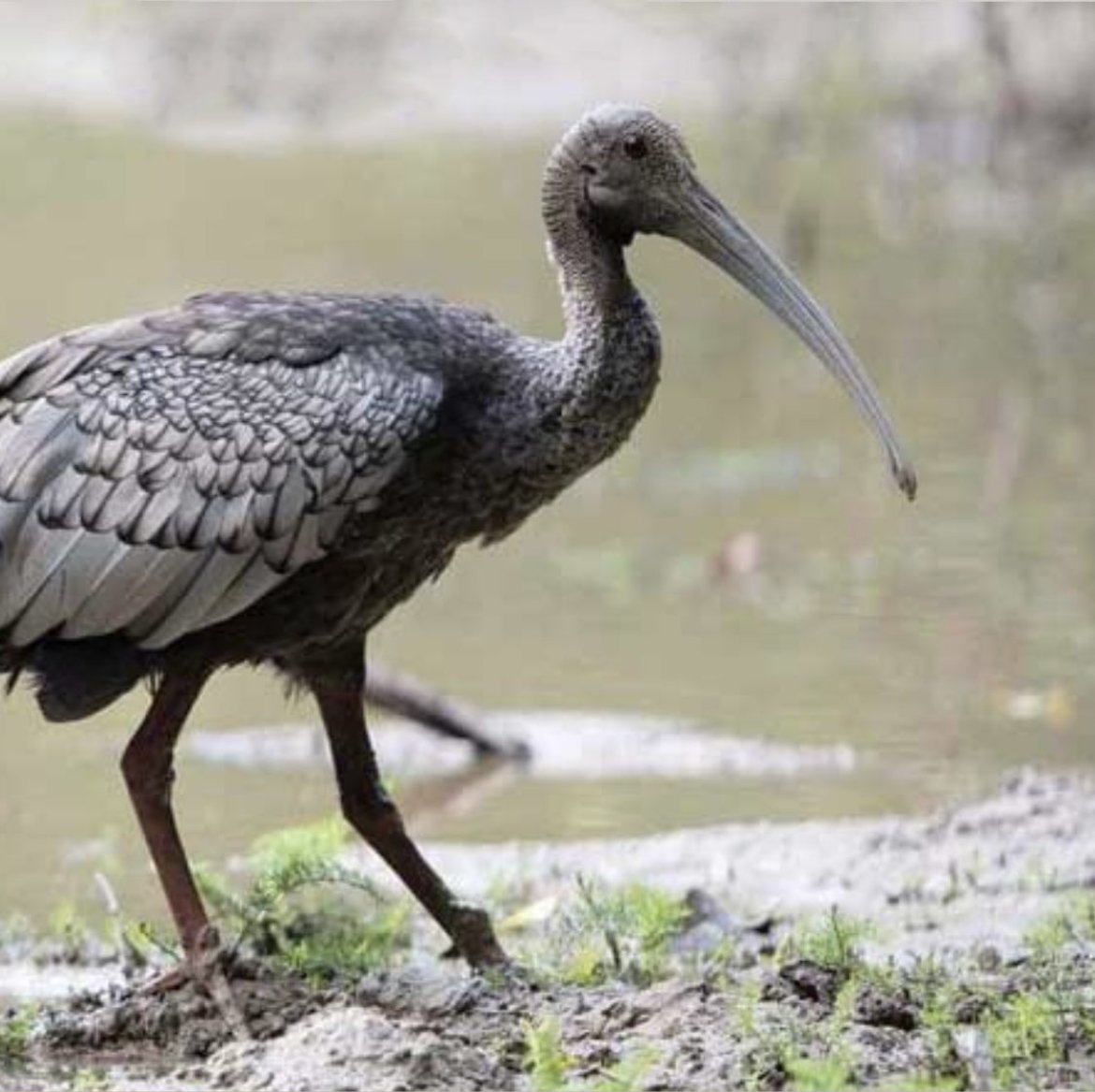 ibis_rice's tweet photo. The #GiantIbis is in #dangerofextinction. It has been classified as #criticallyendangered. By building #sustainablesolutions with #forestfarmers, we are able to improve the state of their habitat, proving that #farming communities & #wildlife can coexist. https://t.co/InHfT1RK81 https://t.co/eS0qsxMcR6