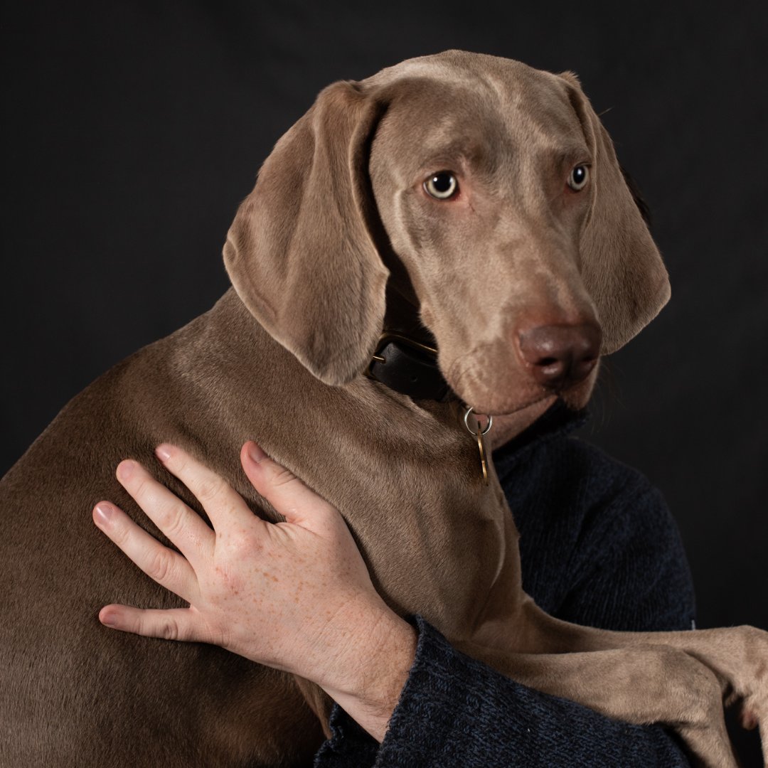 shoosocial's tweet photo. One year ago we welcomed Cosmo the Weimaraner to the SHOO office.
He has been the BEST office dog turn wellbeing officer turned Head of Barketing.
What would we do without your cuddles Cosmo, happy SHOO anniversary...
#Weimar #Weimariner #Dog #DogsOfSocialMedia #ShoosDay https://t.co/lOqdWM54uY