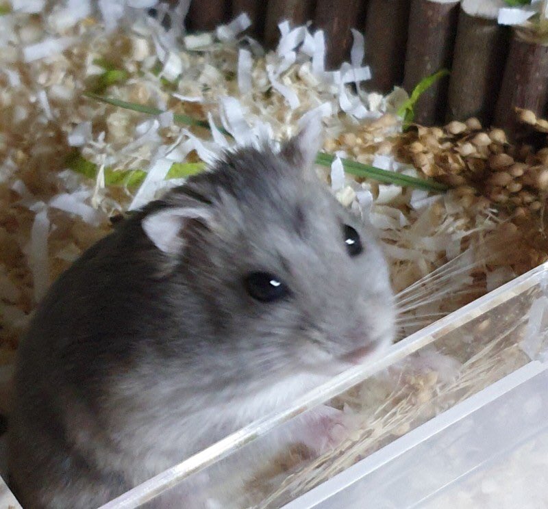 유기라는 암흑에 임보라는 빛이 톡🕯닿아
은처럼 빛나는 🌌꼬마친구 찰깨💍

🐹"내 손을 꼭 잡아주면 안 될까, 항상 반짝반짝 빛낼테니 나와 함께 해주라. "

언제나 함께하고픈 참깨의 분홍빛 손을 잡아주시겠나요?

열려라 찰깨 :: url.kr/jqy42u
찰깨 손잡기 :: vo.la/dcQ3