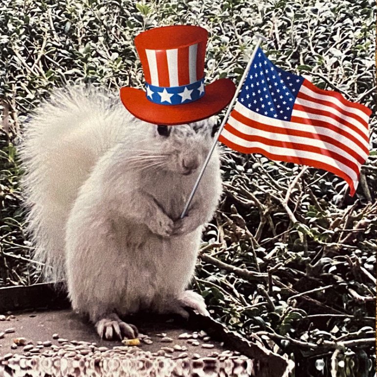 Happy Fourth of July! #squirrel #squirrels #squirrely #squirrellife #squirrellove #squirrelsofinstagram #squirrelrefuge #wildlife #squirrelrescue