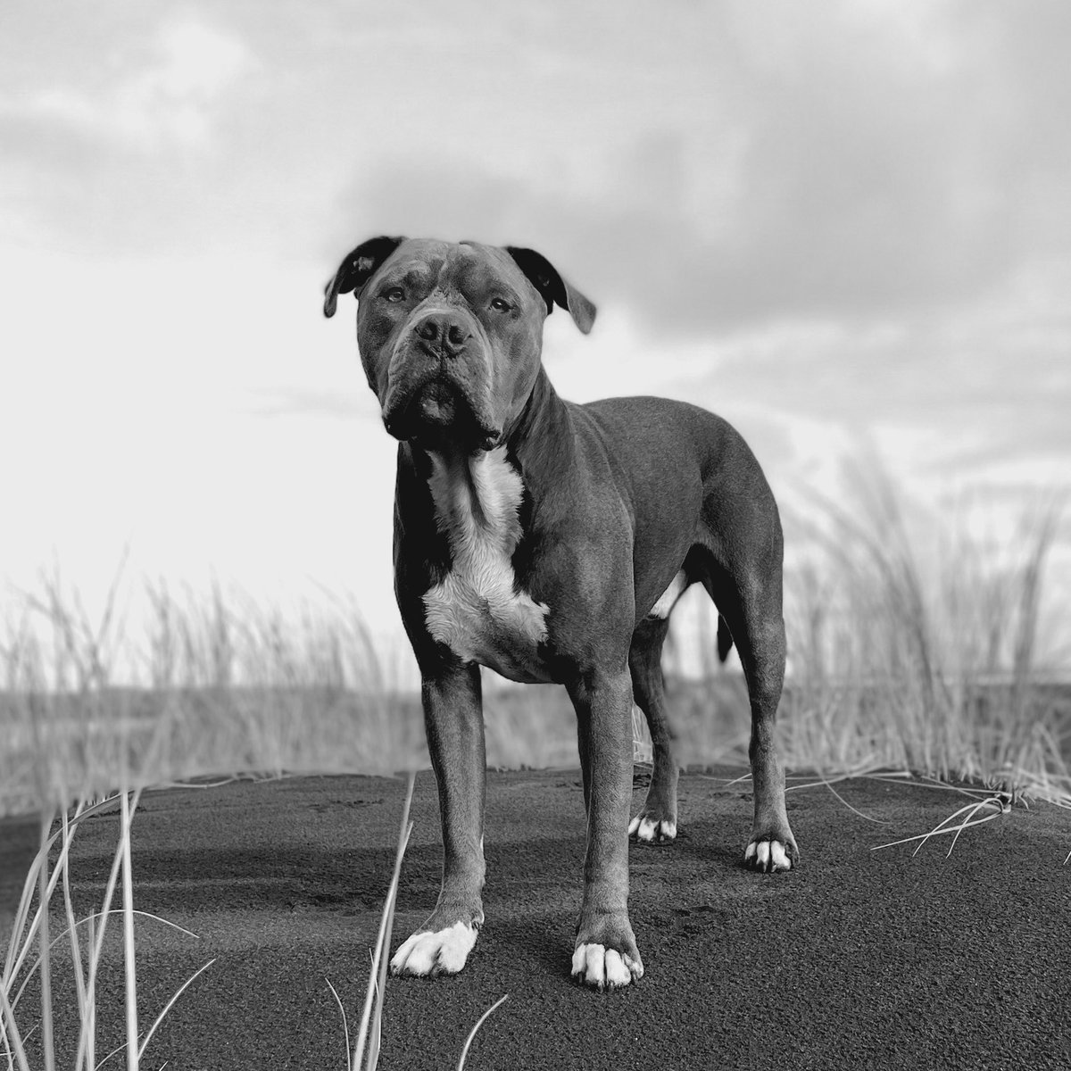 You Sir, are a work of art 🤌🏽#twitterdogcommunity #dogsoftwitter #art #nz