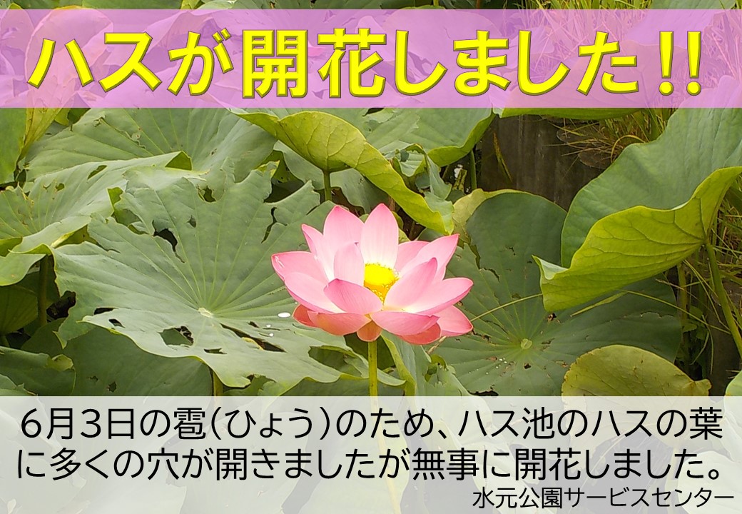 都立水元公園 ハスの大きな葉っぱに穴があることで 皆さまには大変ご心配をおかけいたしました おかげさまでハスの花の開花数が増えてきました 植物のたくましさにはいつも驚かされます 水元公園 ハス ハス池 T Co Fkvymrcqyq Twitter