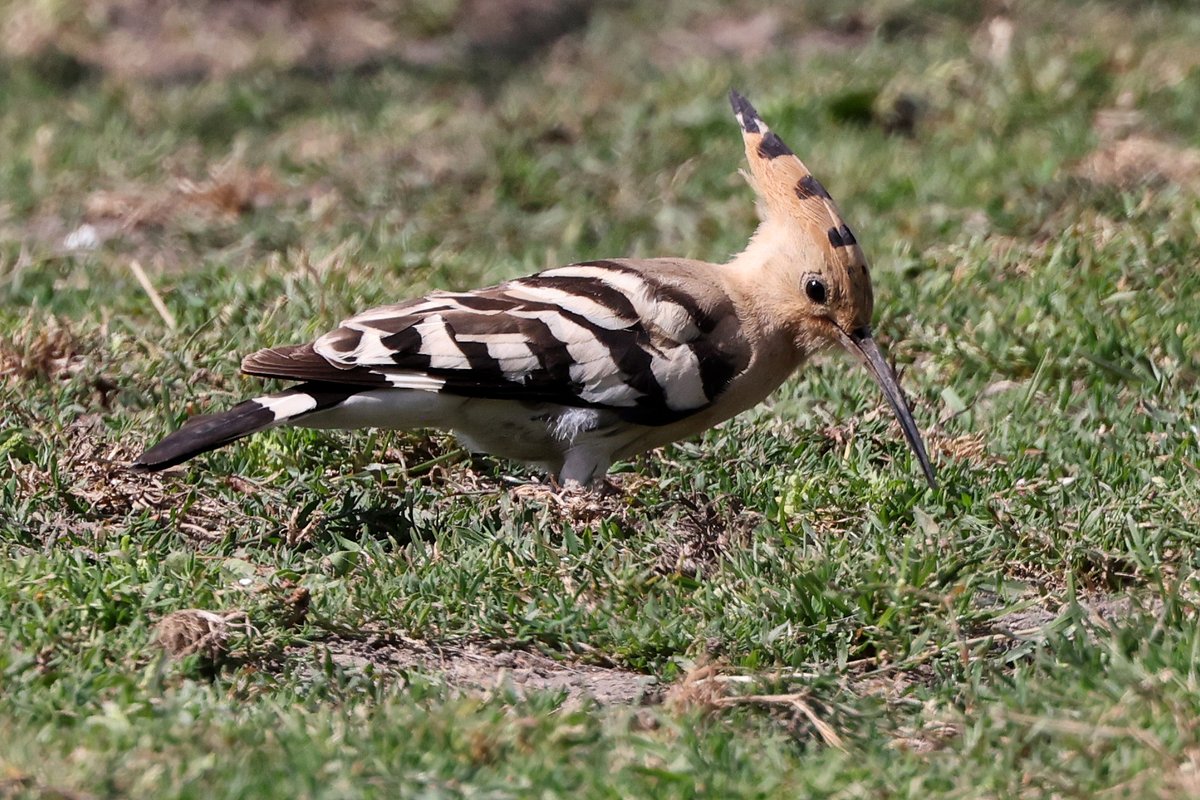 Seymourbirdies's tweet photo. Well it looks as though the Hinxworth Hoopoe has finally moved on. Good to know that so many people saw it over the six days it was present. https://t.co/bnbRyIpMU7
