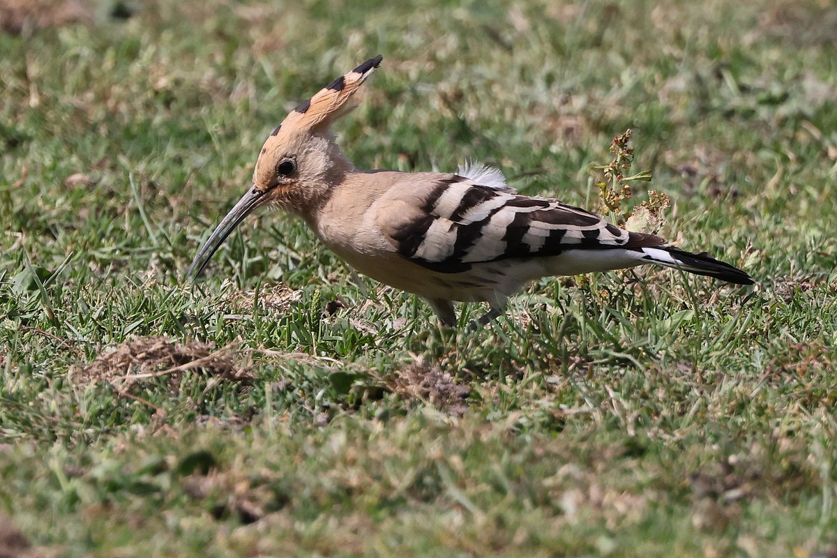 Seymourbirdies's tweet photo. Well it looks as though the Hinxworth Hoopoe has finally moved on. Good to know that so many people saw it over the six days it was present. https://t.co/bnbRyIpMU7