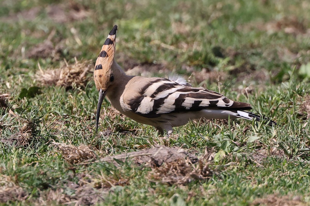 Seymourbirdies's tweet photo. Well it looks as though the Hinxworth Hoopoe has finally moved on. Good to know that so many people saw it over the six days it was present. https://t.co/bnbRyIpMU7