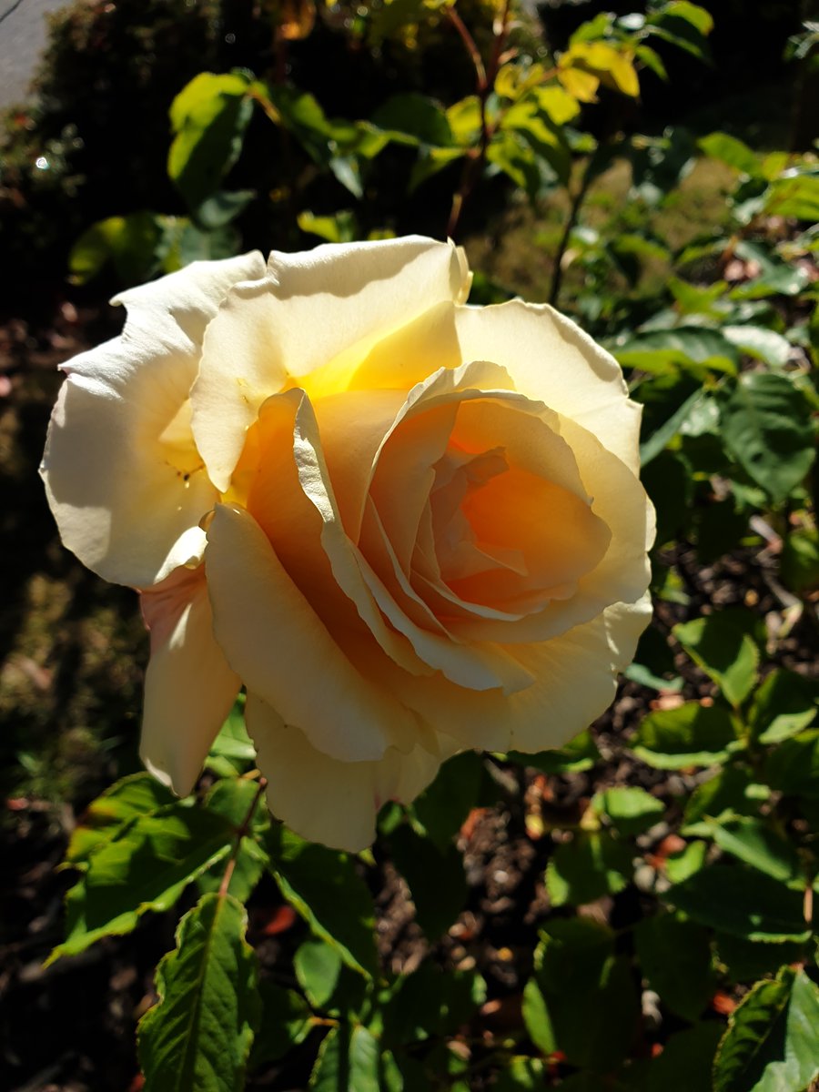 There are lots of beautiful roses in bloom on our site right now 🌹 What's your favourite type of flower? Comment below... 👇 #Westpoint #Exeter #Roses #Rose #Flower