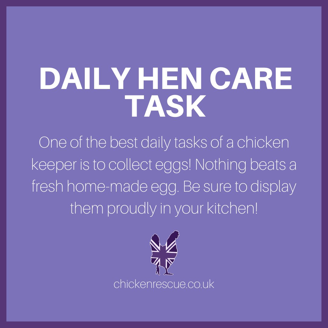 When it comes to hen care tasks this is one we really don't mind doing! Be sure to collect any eggs your ladies have laid each day. Just avoid washing them as this will remove the protective bloom which keeps out bacteria. Instead, just wash them when you're going to use them!