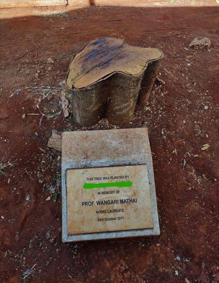 bwoykym's tweet photo. Shawty for the forests must be turning in her grave https://t.co/T2l9aIPqf0