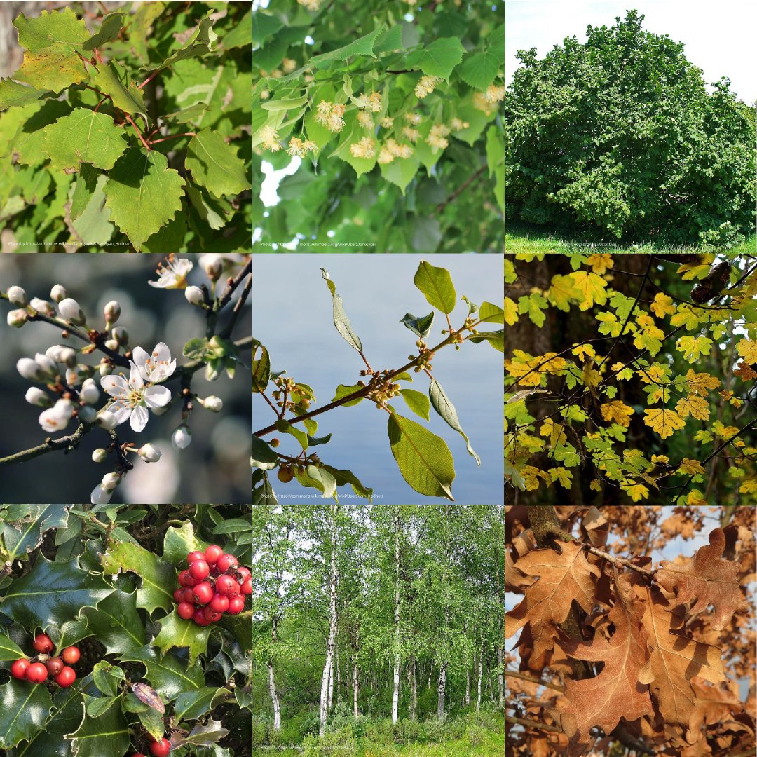 MoorTrees's tweet photo. Ever wondered what native woodland tree species we grow and plant out across Dartmoor and South Devon, here at Moor Trees? Follow the link below and find out today:
https://t.co/2i0No28uKp
#MoorTrees #UKTrees #Oak #CrabApple #Blackthorn #Beech #SilverBirch https://t.co/dpPSfeD0L1