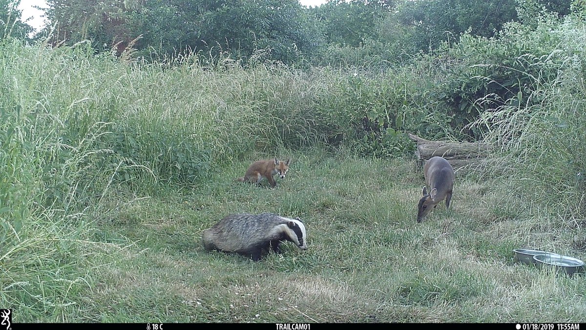 Party time...I get all three together quite often at night but this is the first time in daylight.