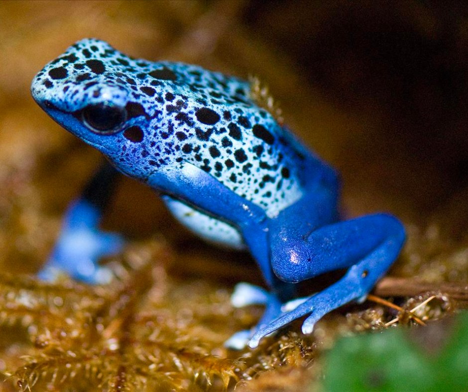 The blue poison dart frog lives in a few isolated forests in South America and is currently endangered. This tiny little critter eats ants, beetles, and termites. Their toxins come from the insects they consume in the wild.