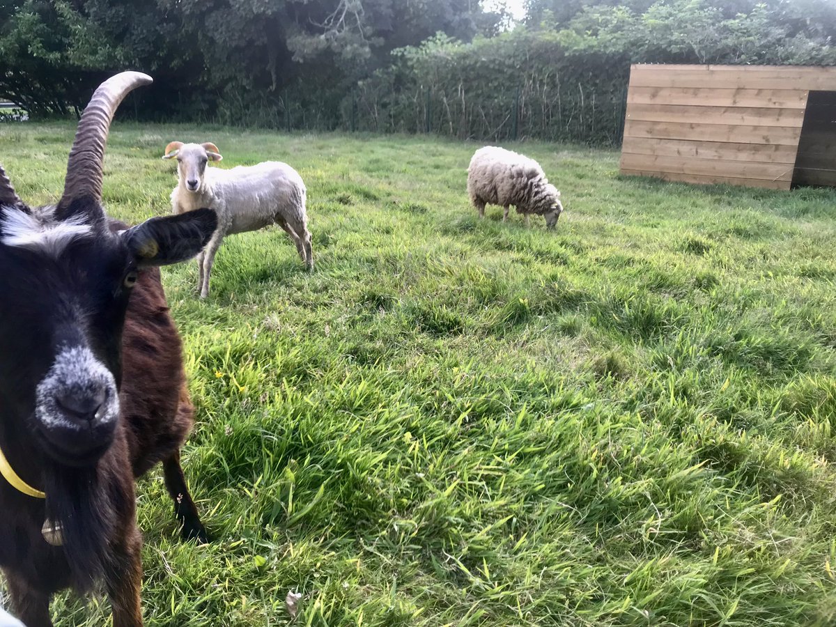 🐑 Et de 3 ! 🐑

Hier Chris notre berger est passé faire une visite à nos animaux. Et il a déposé un nouveau pensionnaire, un jeune mouton.

Ils resteront tous trois jusqu’à mi-juillet.

Puis nous les retrouverons à la rentrée, puisque l’#ecopaturage se prolongera l’an prochain !