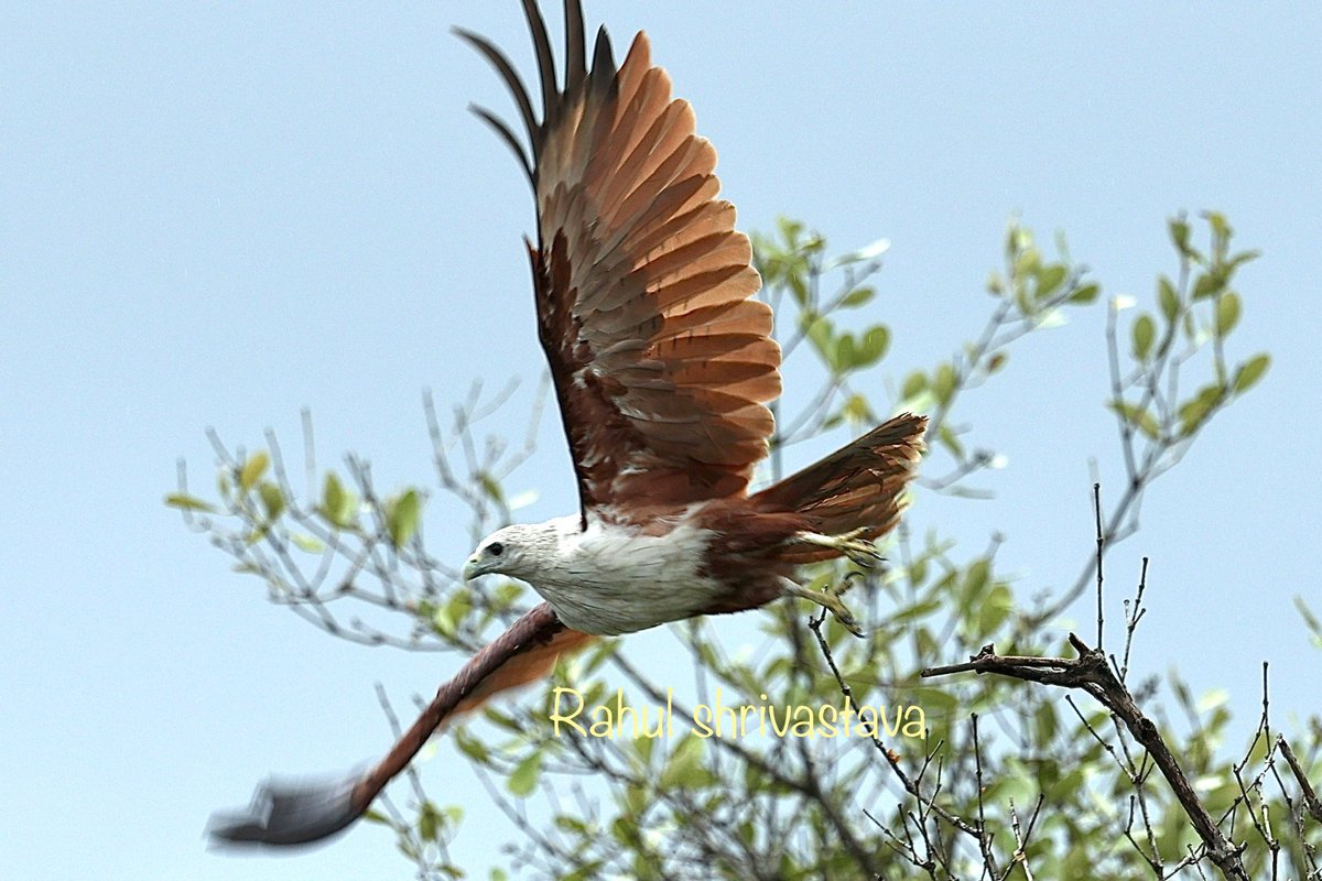 Rahulshrivstv's tweet photo. When these wings unfold, legs &amp; crawling gear tremble. #birdphotography @IndiAves https://t.co/cWwSwlI8RY