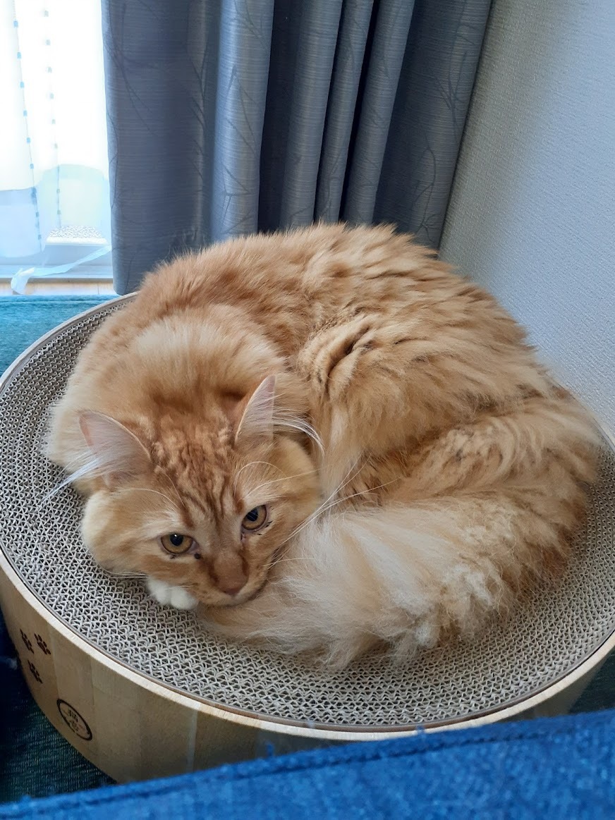 nekohapi's tweet photo. シッティングエリアの変更をお知らせいたします。
スタッフが休職中のためエリアの範囲を変更いたします。

新規お申込みのお客さまについて
現在、横須賀市と横浜市金沢区をエリアの範囲としていますが
こちらをしば... 詳しくは https://t.co/XGi0tFPiob https://t.co/hRtH45xrcB