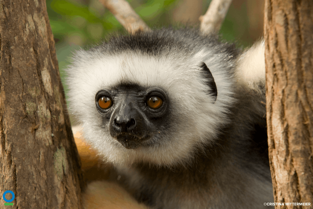 Conservation Intl.-Africa (@africa_ci) on Twitter photo Global campaigners, including <a href="/ConservationOrg/">Conservation Intl</a>'s <a href="/linabeebee/">Lina Barrera</a>, are calling for renewed momentum to halt and reverse extinction of species. This follows recent negotiations in Nairobi 🇰🇪 that sought to advance efforts towards a new global deal for nature.
english.news.cn/africa/2022062… Global campaigners, including <a href="/ConservationOrg/">Conservation Intl</a>'s <a href="/linabeebee/">Lina Barrera</a>, are calling for renewed momentum to halt and reverse extinction of species. This follows recent negotiations in Nairobi 🇰🇪 that sought to advance efforts towards a new global deal for nature.
english.news.cn/africa/2022062…