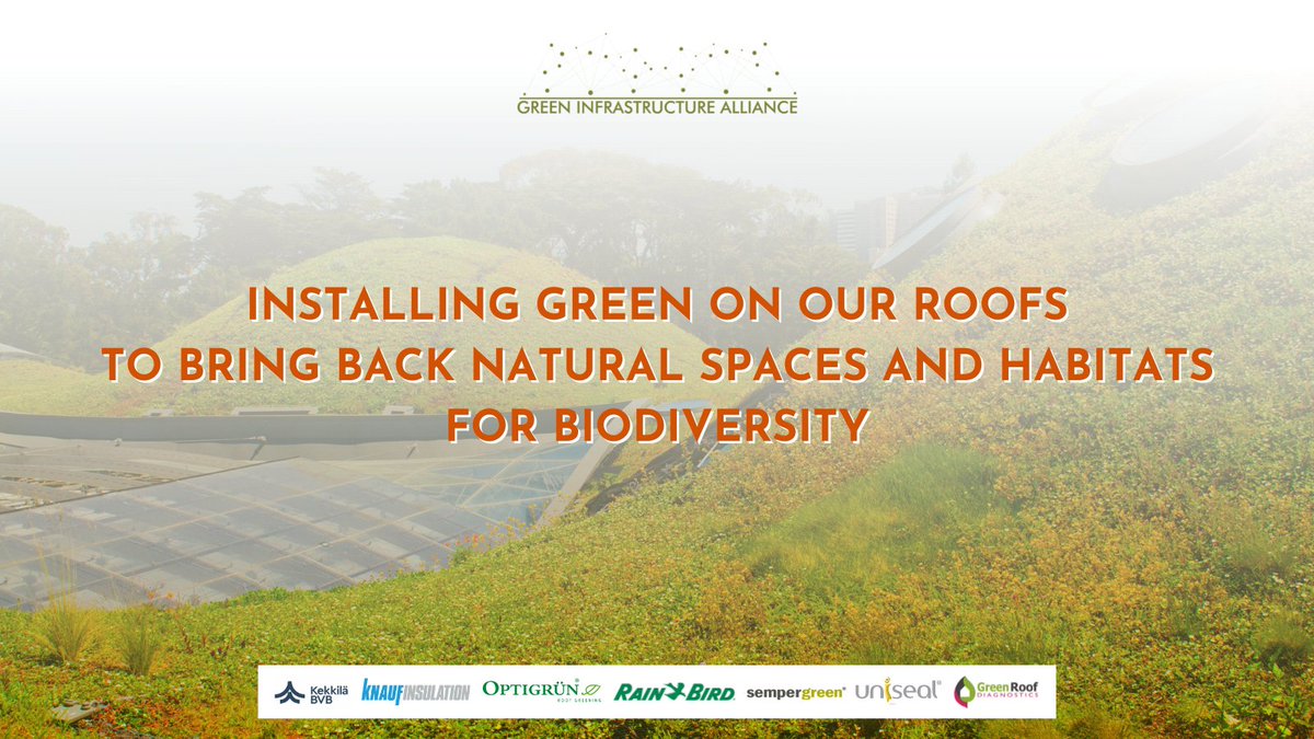 Increasing the amount of green areas and the interconnectedness of nature with green roofs and living walls can contribute to bringing back more flora and fauna in our cities 🐞🐝The GIA's new paper on #biodiversity gives more background to the why &amp; how: greeninfrastructurealliance.com/wp-content/upl…